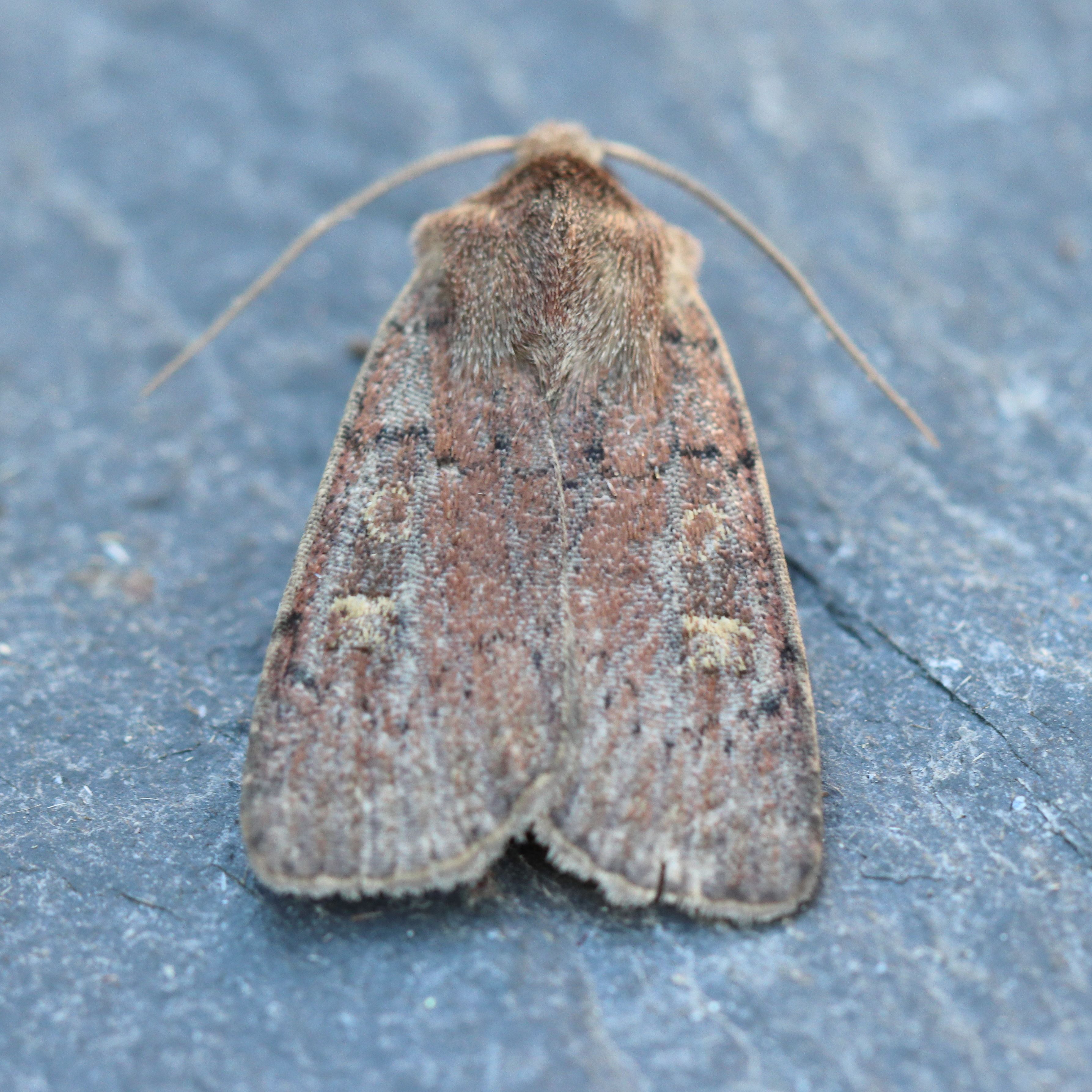Photo of Square-spot Rustic (Xestia xanthographa)